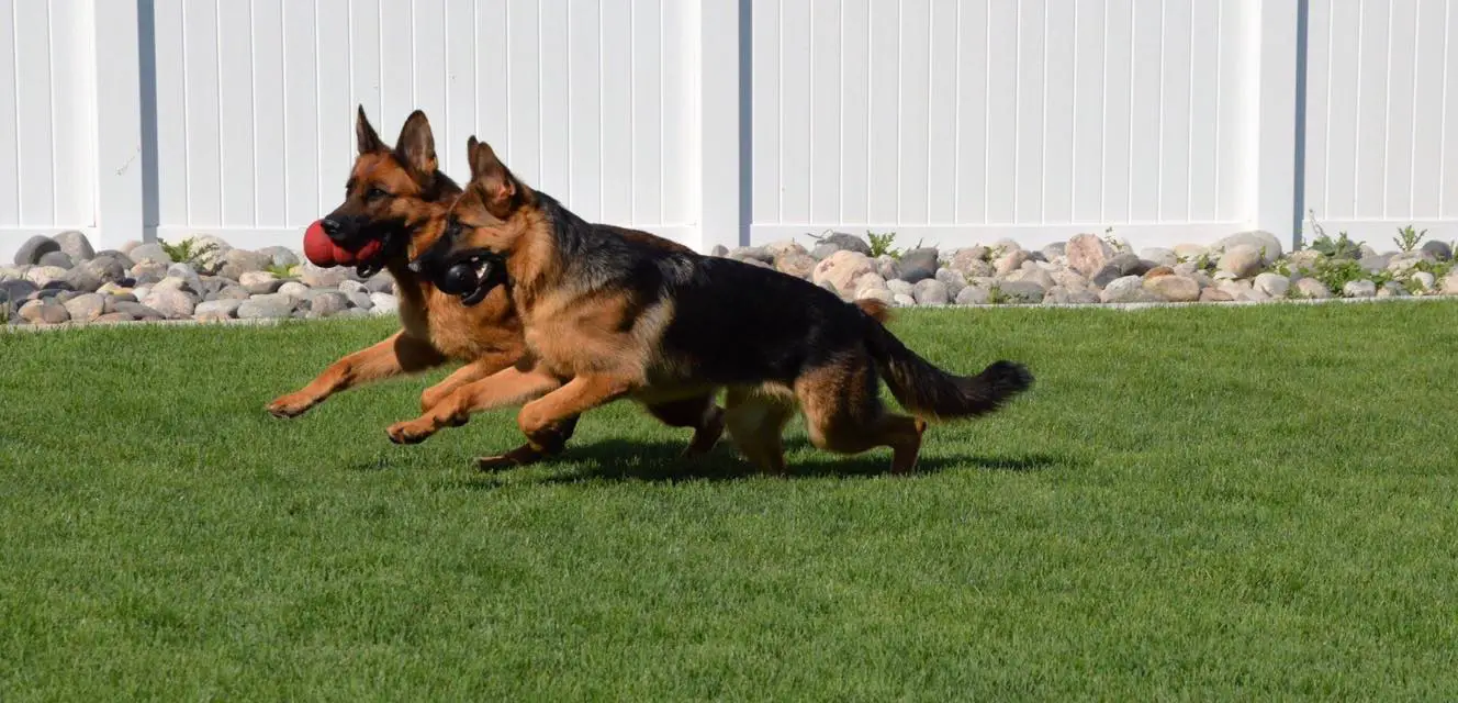 two German Shepherd Dogs running in the yard