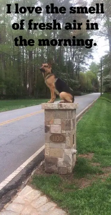German Shepherd sitting on top of a short cement tower and a text 