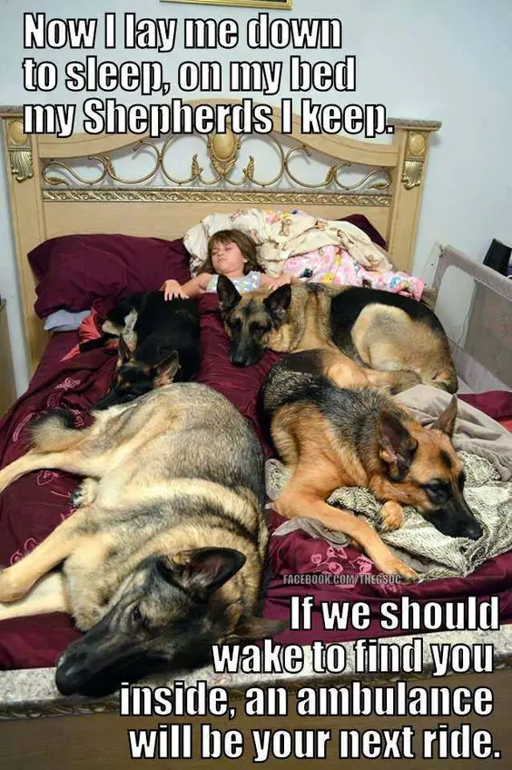 4 German Shepherd sleeping on the bed with a kid and a text 