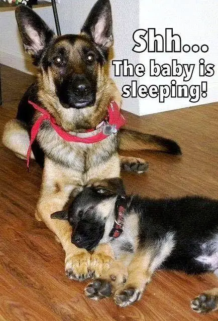 German Shepherd puppy sleeping with its head on the adult feet and a text 