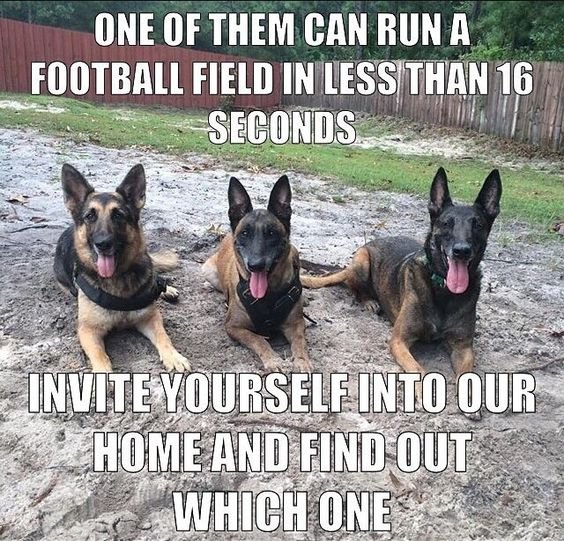 three German Shepherd lying in the mud with a text 