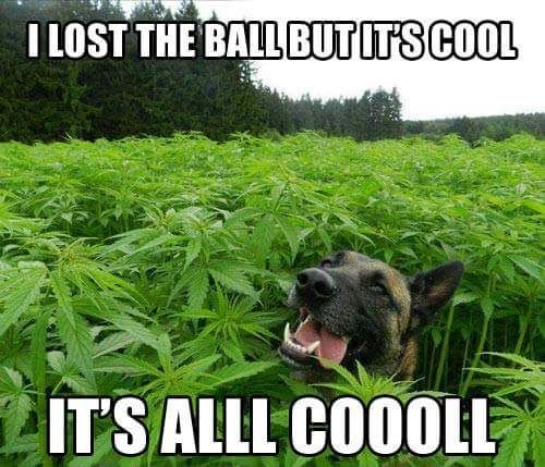 German Shepherd in the field of marijuana plants with a text 