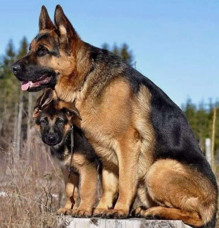 A German Shepherd Dog sitting in the forest with its puppy