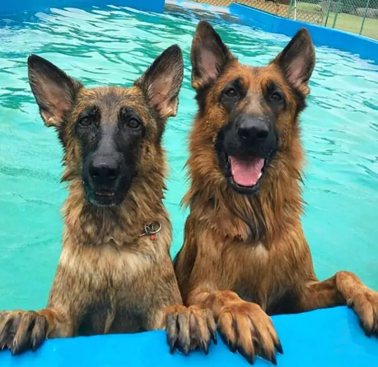 two German Shepherd Dog in the pool