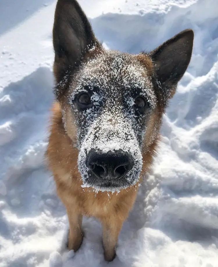 A German Shepherd Dog with snow on its face