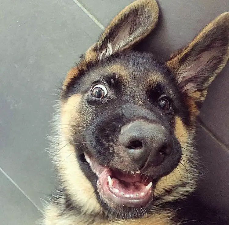 A smiling German Shepherd Dog lying on the floor while smiling