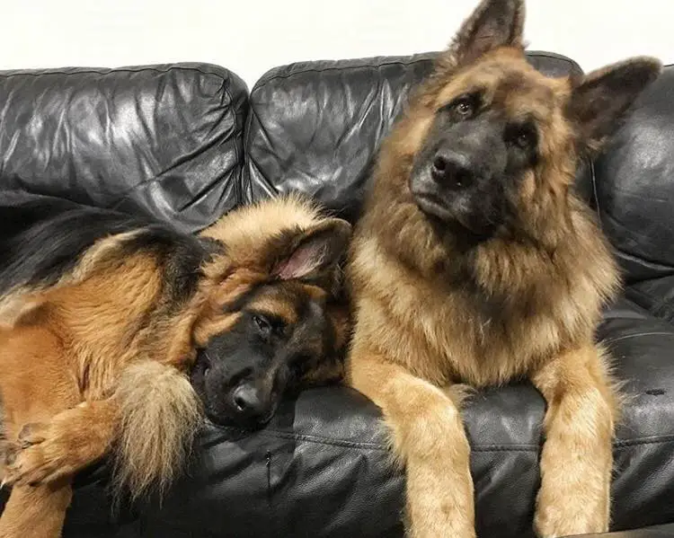 two German Shepherd Dogs lying on the couch