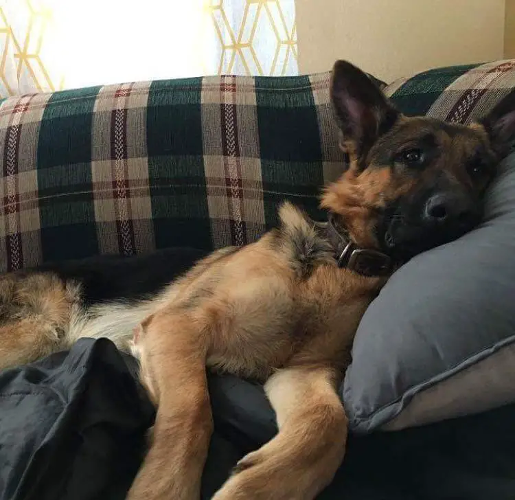 A German Shepherd Dog lying on the couch