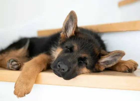 A German Shepherd puppy sleeping on the stairs