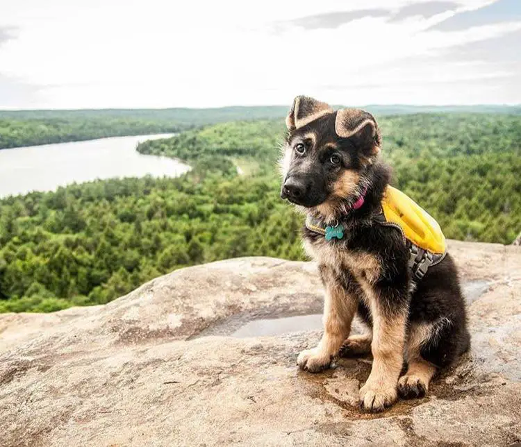A German Shepherd Dog sitting on top of the mountain