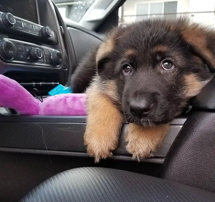 A German Shepherd puppy lying inside the passenger seat with its sad eyes
