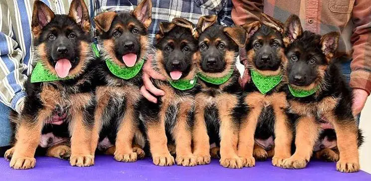 German Shepherd puppies sitting on top of the table with man behind