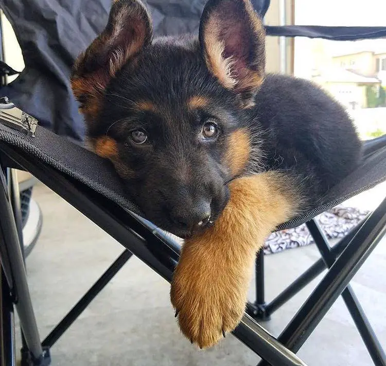 German Shepherd puppy lying on the chair