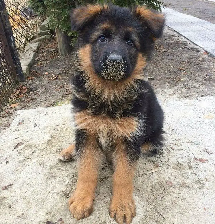 A German Shepherd puppy sitting on the pavement with sand on its mouth