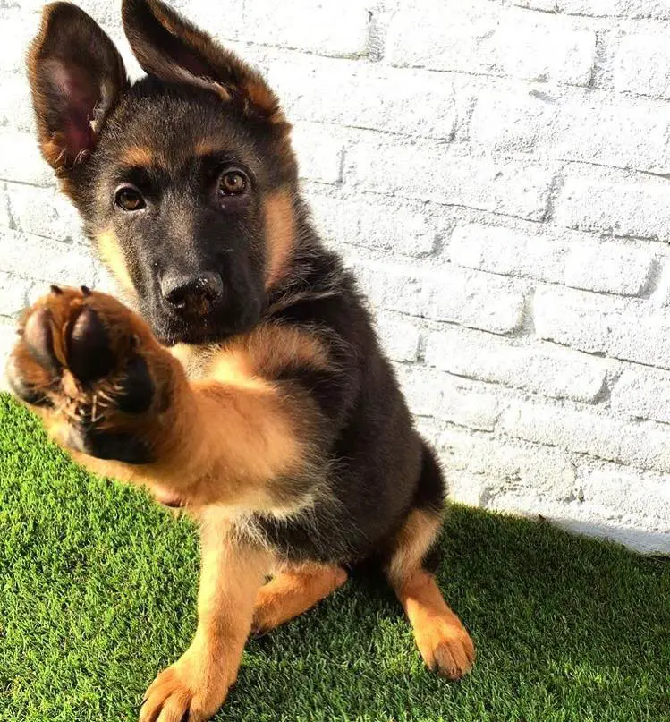 A German Shepherd puppy sitting on the grass with its paw up