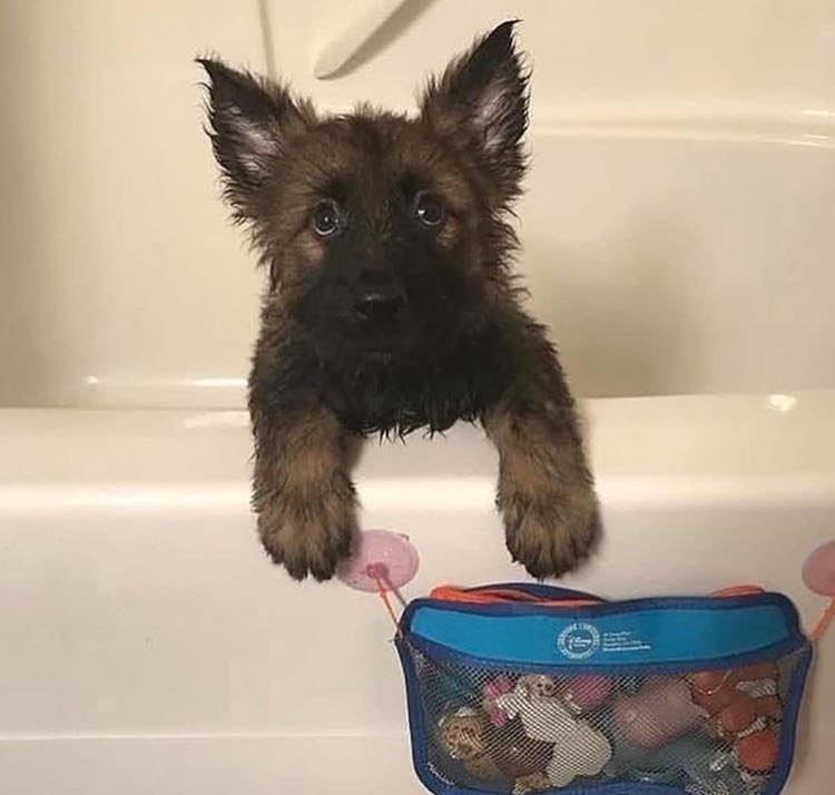 A wet German Shepherd puppy sitting inside the bath tub