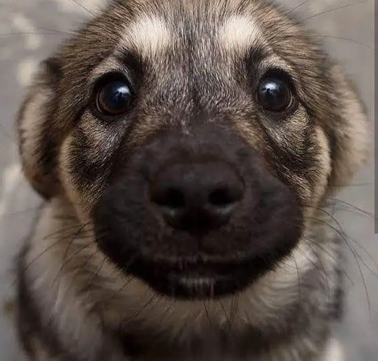A German Shepherd puppy sitting on the floor with its adorable face