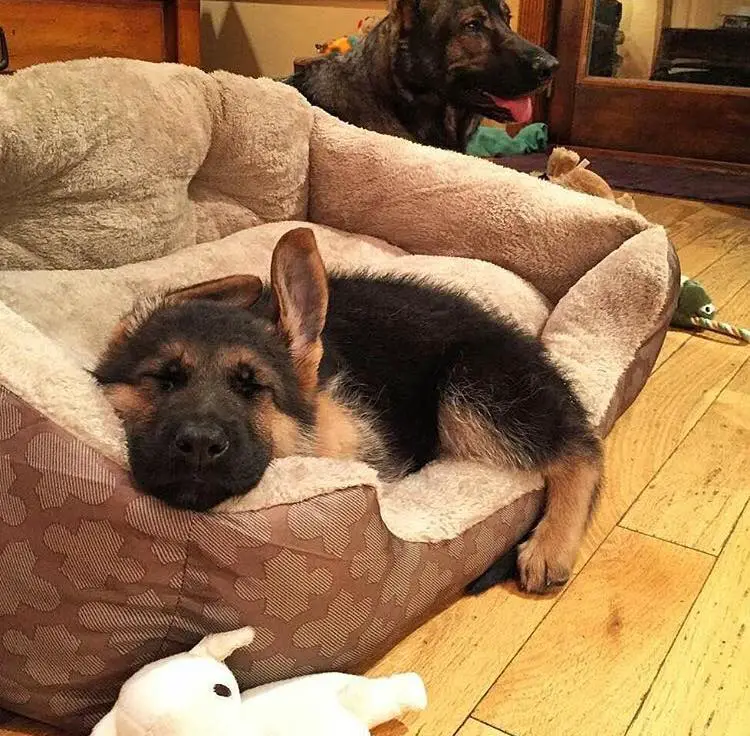 A German Shepherd Dog lying on its bed sleeping