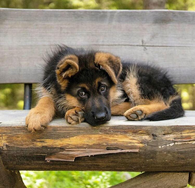 A German Shepherd puppy lying on the bench