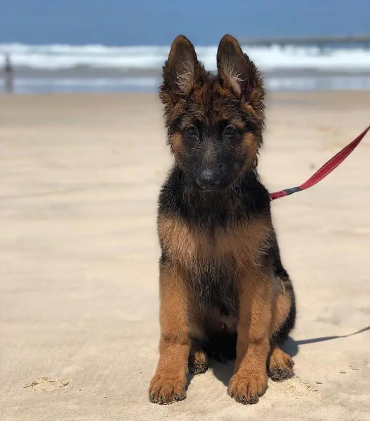 A German Shepherd puppy sitting by the seashore