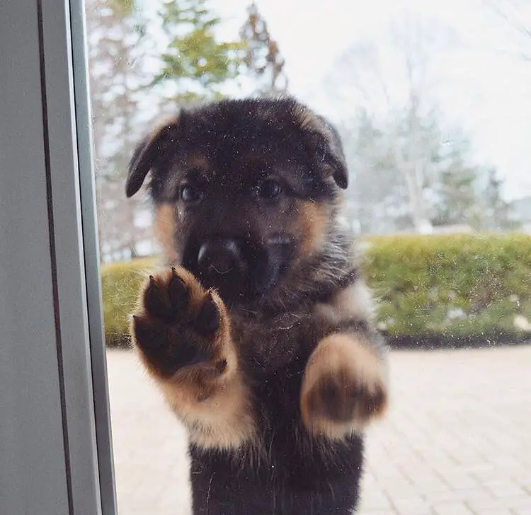 A German Shepherd puppy leaning behind the glass door from outside
