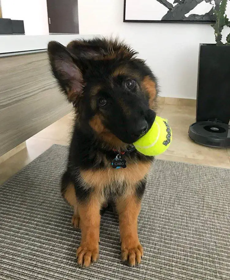A German Shepherd puppy sitting on the carpet while tilting its head and with tennis ball in its mouth