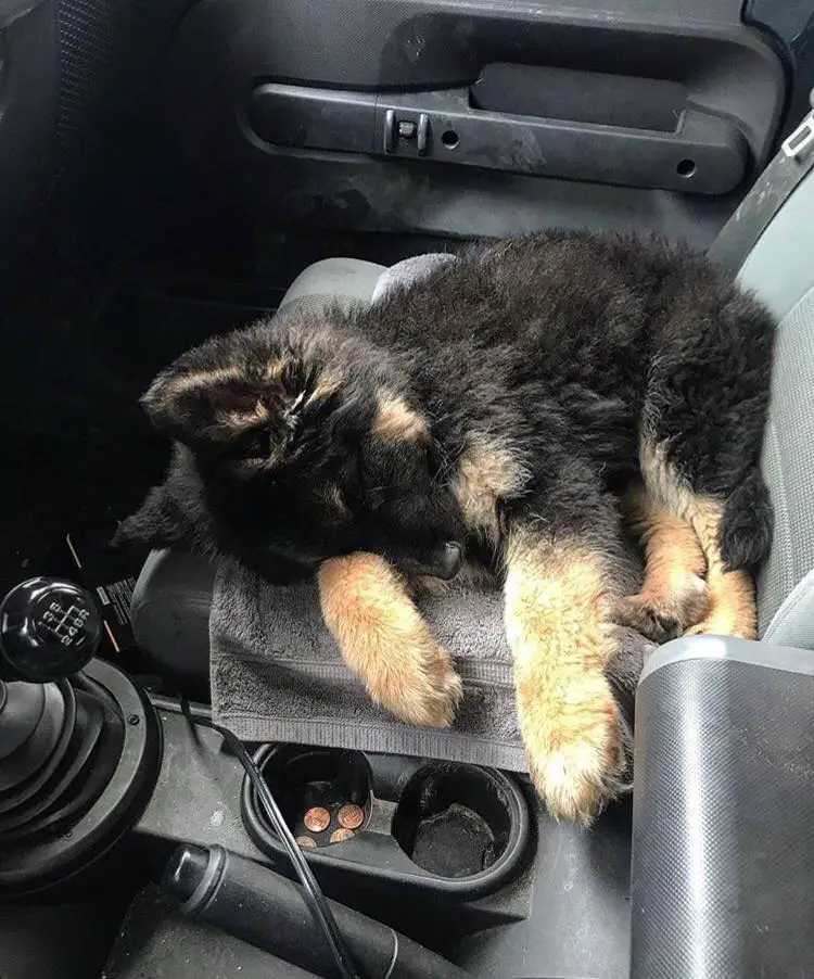 A German Shepherd puppy sleeping in the passenger seat