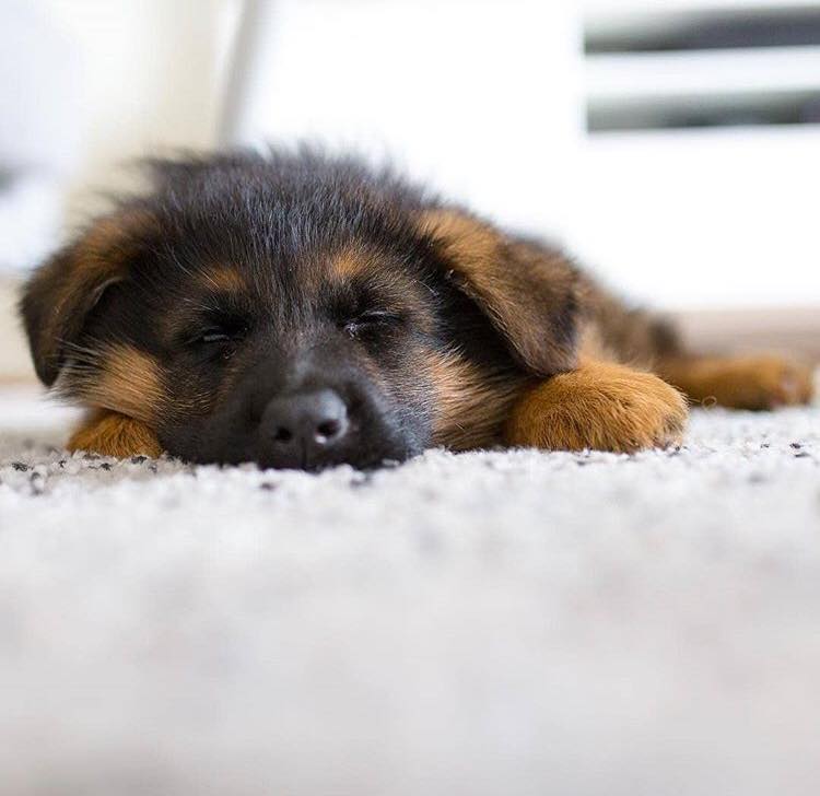 German Shepherd puppy sleeping on the floor