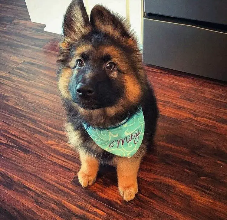 German Shepherd puppy wearing a green scarf while sitting on the floor