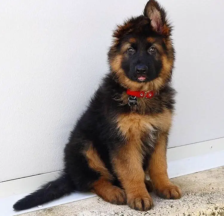 A German Shepherd puppy sitting on the floor with its one ear up