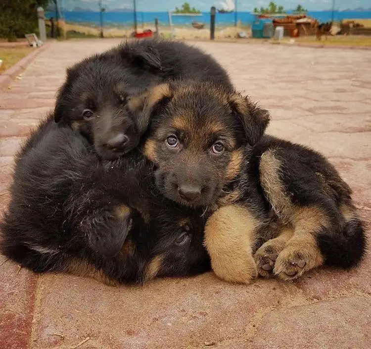 German Shepherd puppies snuggled up with each other on the pavement