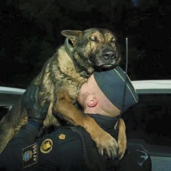 German Shepherd dog hugging a soldier