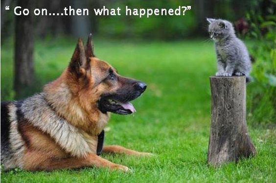a cat sitting on top of a chopped wood while a german shepherd is lying down and staring at him
