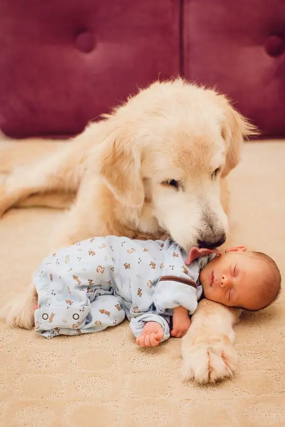 Golden Retriever puppy licking a sleeping baby