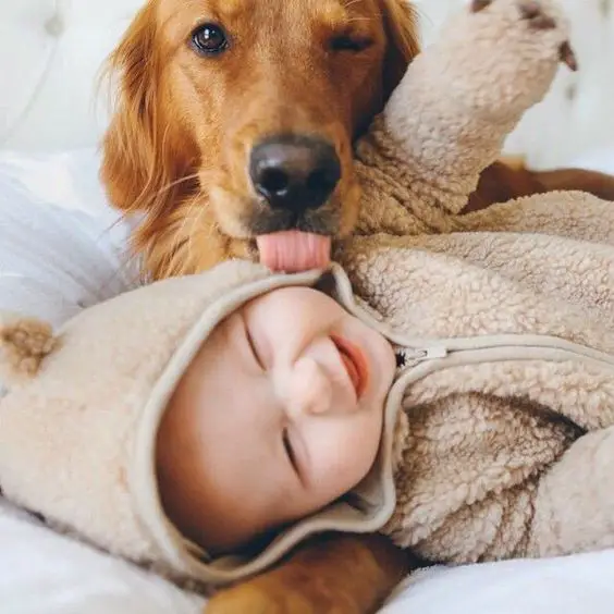 Golden Retriever licking the cheeks of a baby