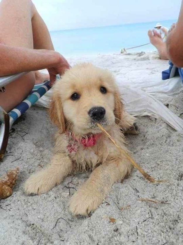 A Golden Retriever puppy lying in the sand at the beach