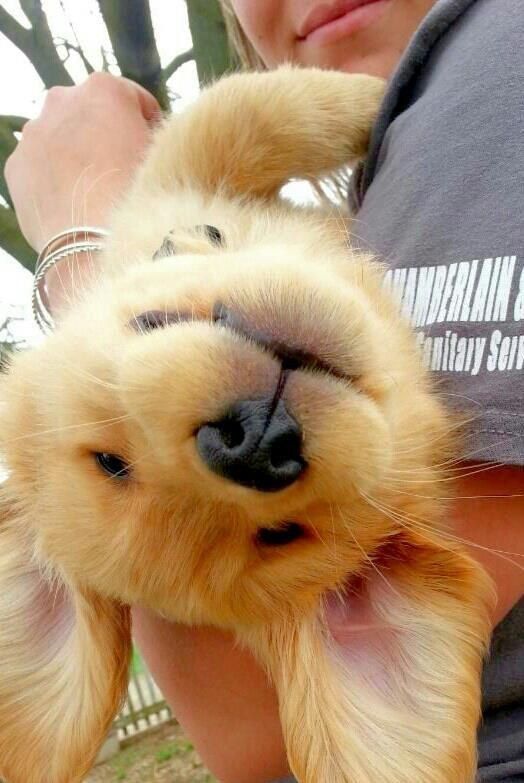 A Golden Retriever puppy lying upside down while being carried by a woman