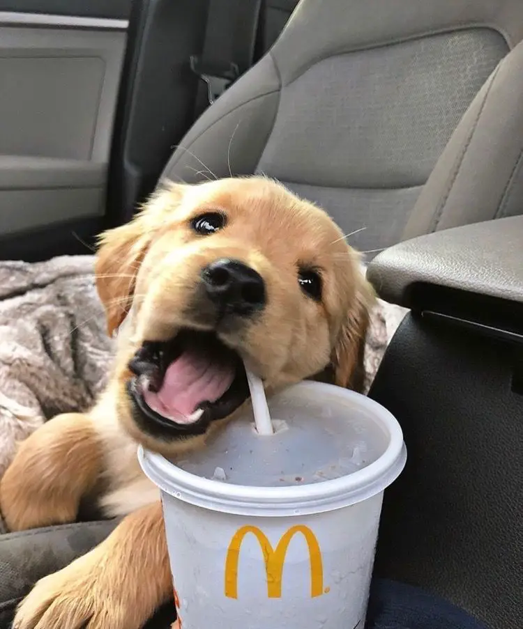 A Golden Retriever puppy biting the straw of the mcdo cup inside the car