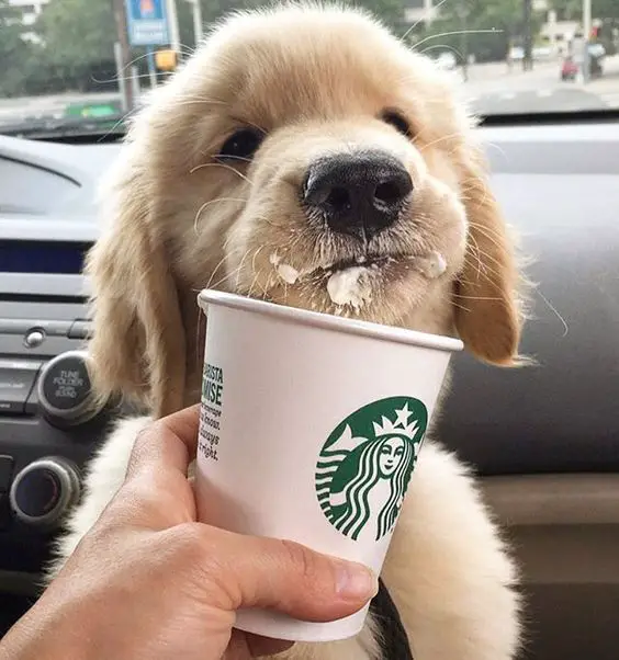 A Golden Retriever puppy sitting in the passenger seat while licking a starbucks drink