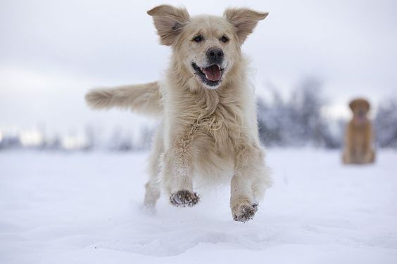 A white Golden Retriever running in snow