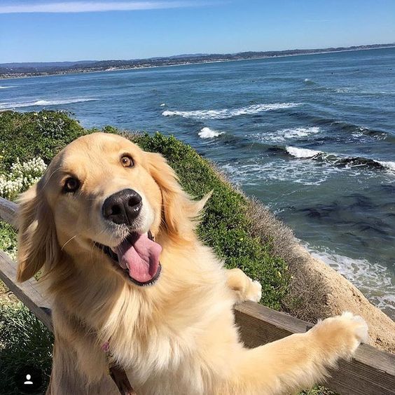 A happy Golden Retriever standing up leaning on the fence on top of the mountain with the view of the ocean behind him
