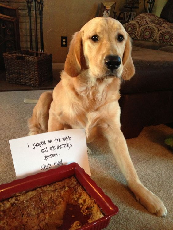 A Golden Retriever sitting on the floor behind a tray of dessert with a note - I jumped on the table and ate mommy's dessert. She's mad.