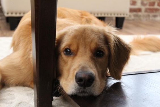 A Golden Retriever lying on the carpet under the table