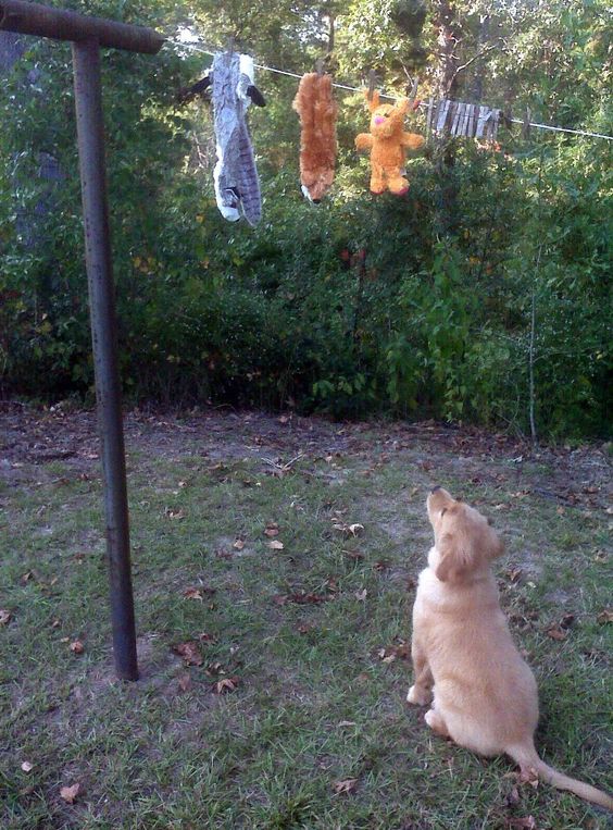 A Golden Retriever puppy sitting on the green grass while looking up at its toy being hanged in the yard