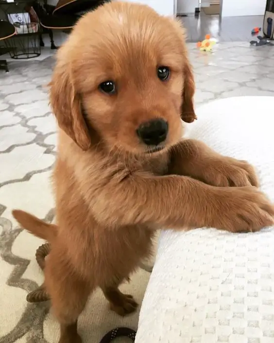 A brown Golden Retriever standing up leaning on the bed with its adorable face