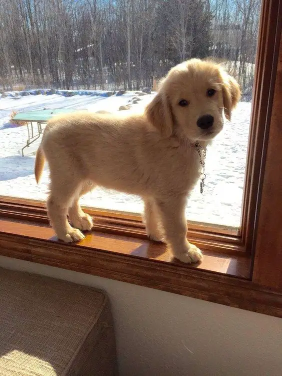 A Golden Retriever puppy standing by the window sill