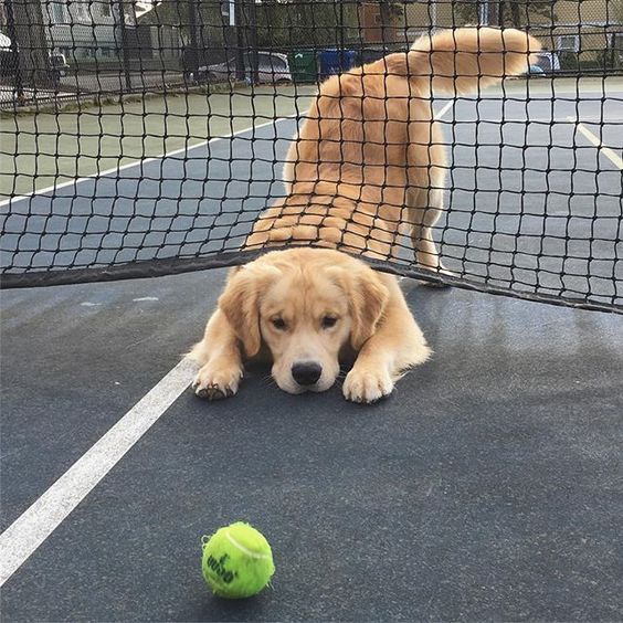 A Golden Retriever in the tennis court with its head under the net trying to reach the tennis ball in front of him