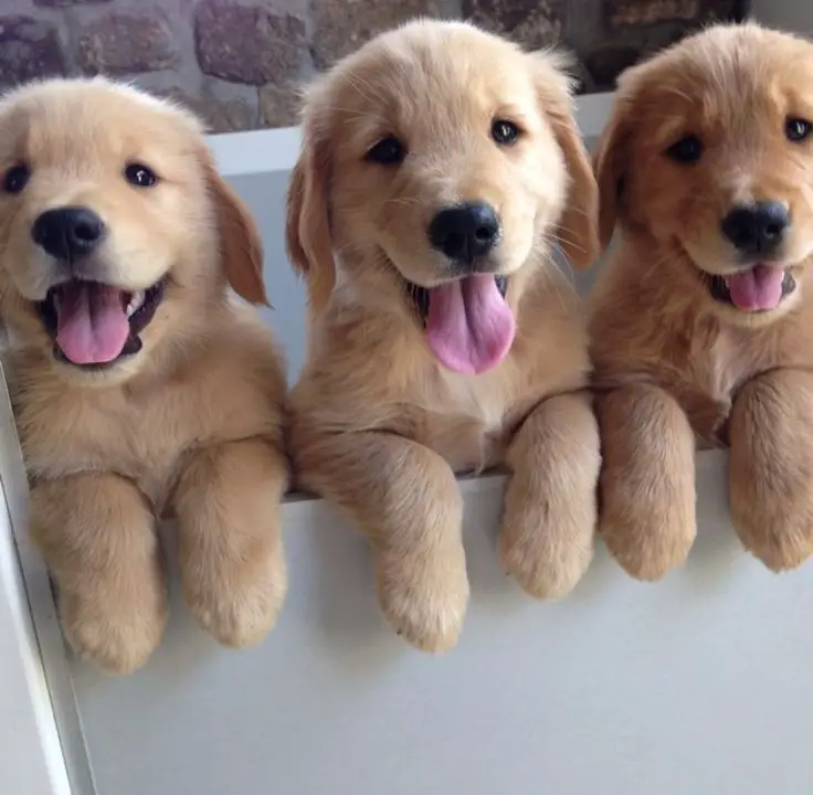 three Golden Retriever puppies standing inside the box