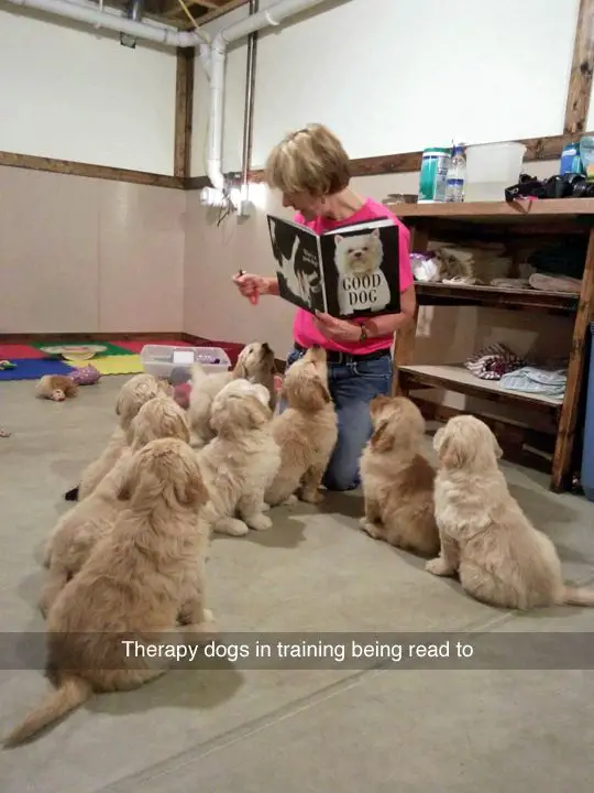 A woman holding a book while talking to the Golden Retriever puppies sitting on the floor and looking at her photo with caption - Therapy dogs in training being read to