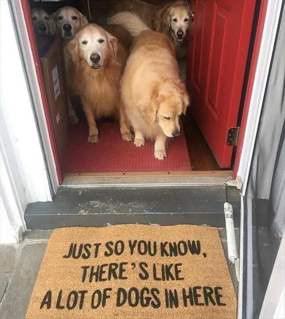 four Golden Retrievers standing by door behind the carpet that reads- Just so you know, there's like a lot of dogs in here